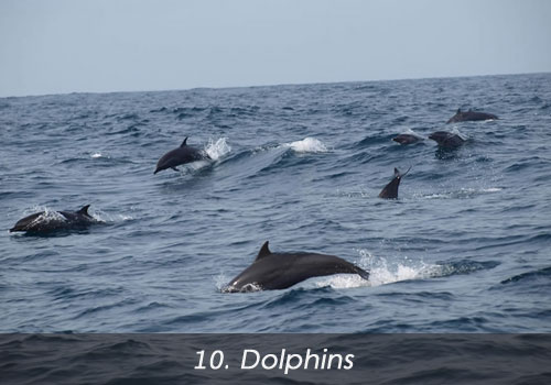 10.-dolphins-bali