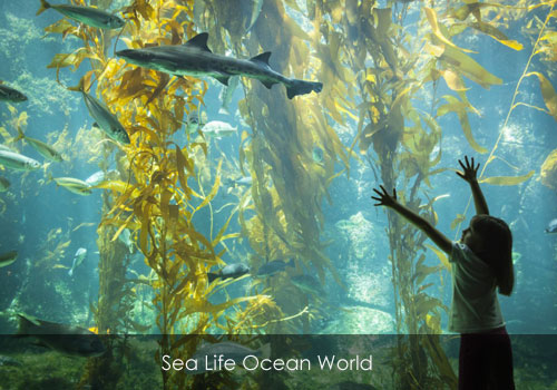 sea-life-ocean-world