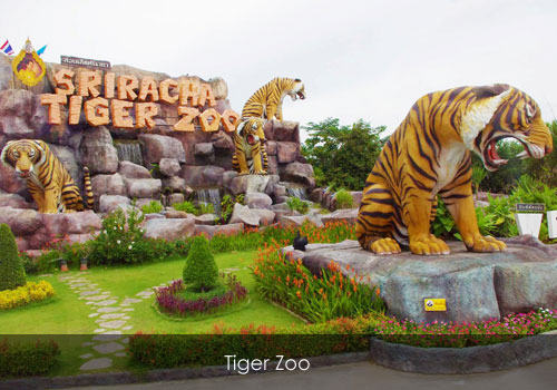 tiger-zoo